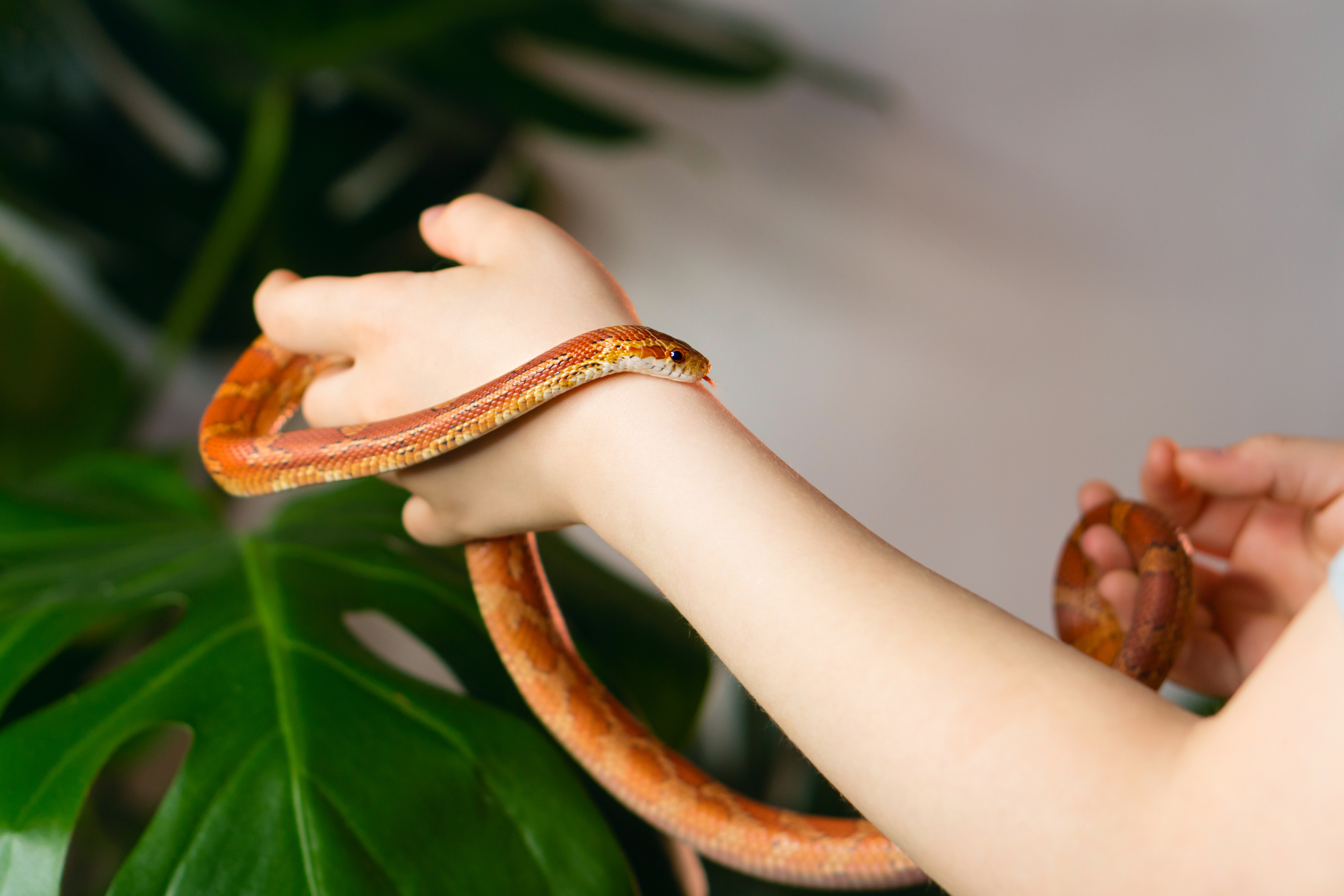 Snake,In,Arms,Of,Child.,Unrecognizable,Girl,And,Her,Exotic