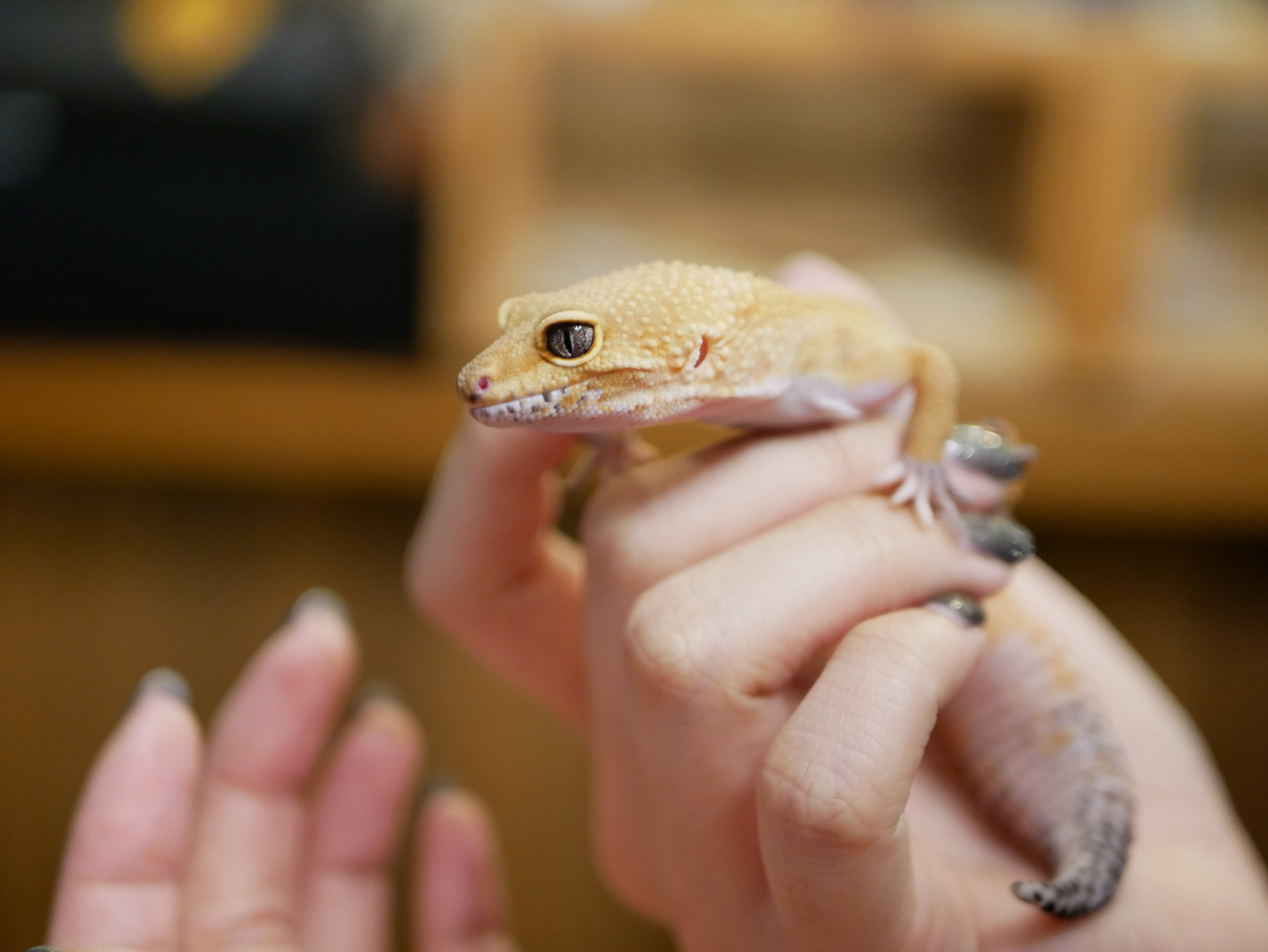 Leopard,Gecko,Held,In,Hand